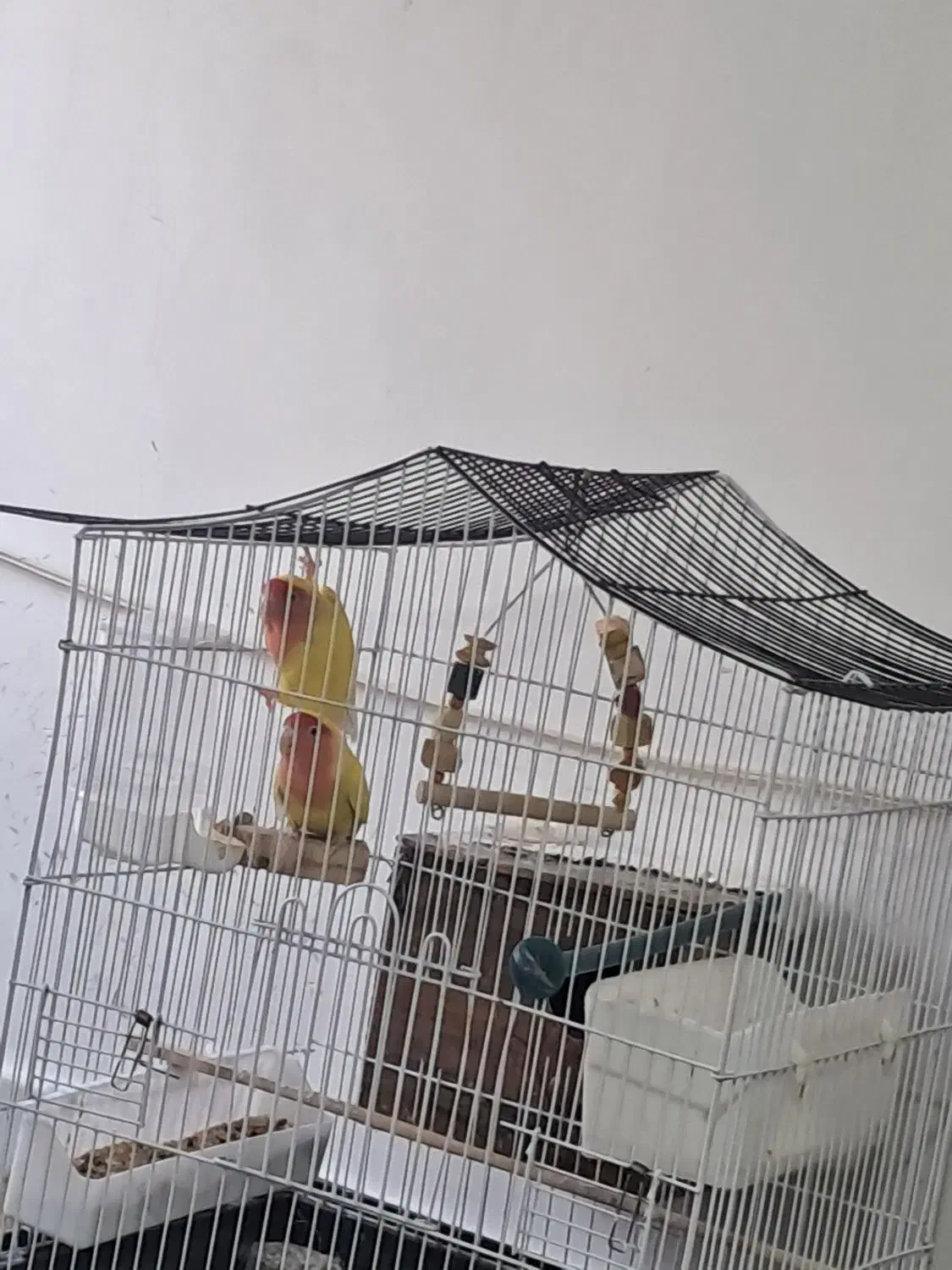 طوطی برزیلی جفت خوشرنگ|پرنده|شیراز, رکن‌آباد|دیوار