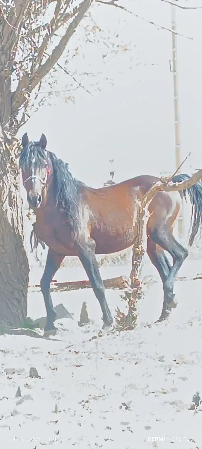 اسب نر|اسب و تجهیزات اسبسواری|سیلوانه, |دیوار