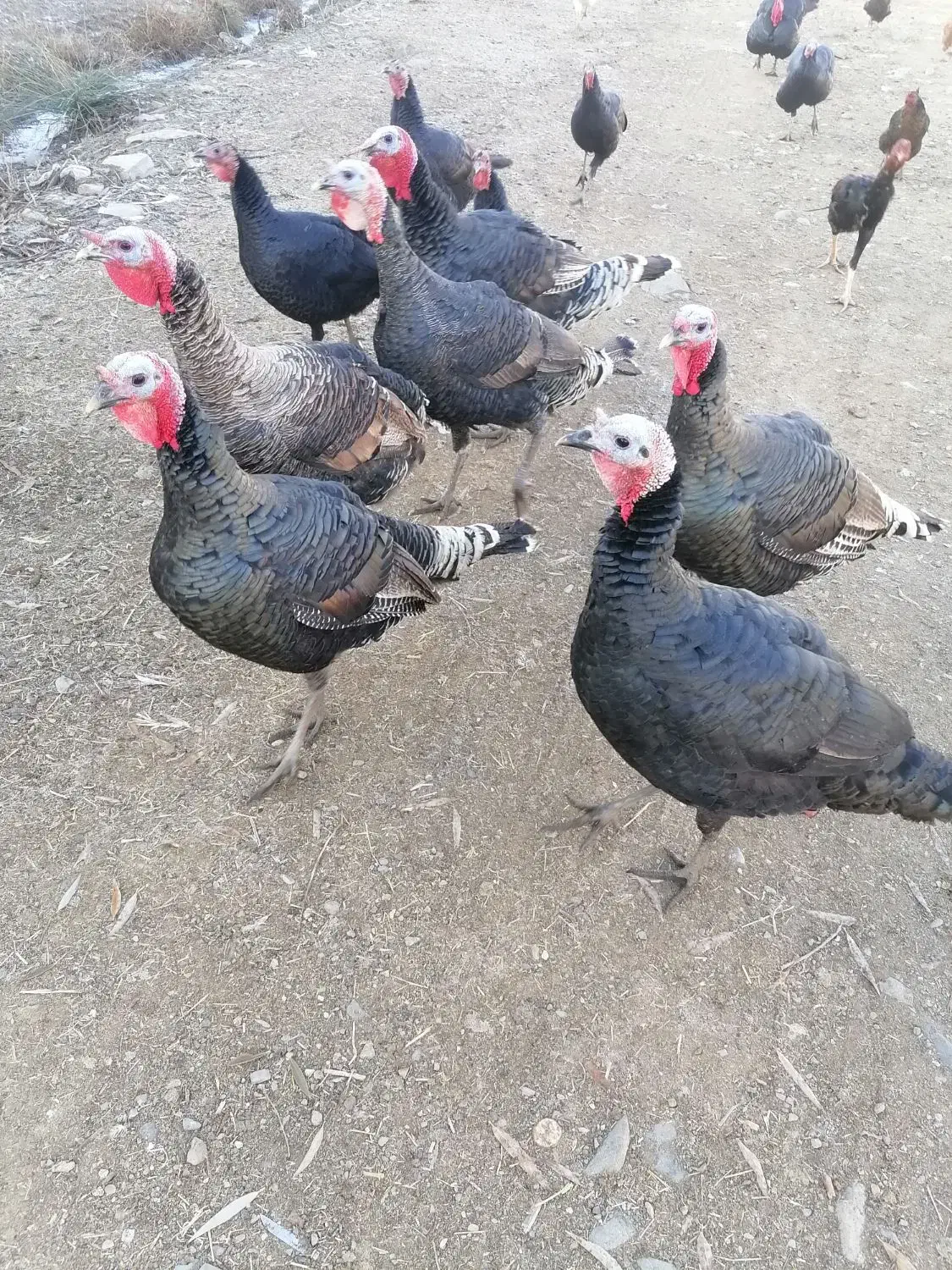 فروش بو قلمون (قه ل)|حیوانات مزرعه|اشنویه, |دیوار