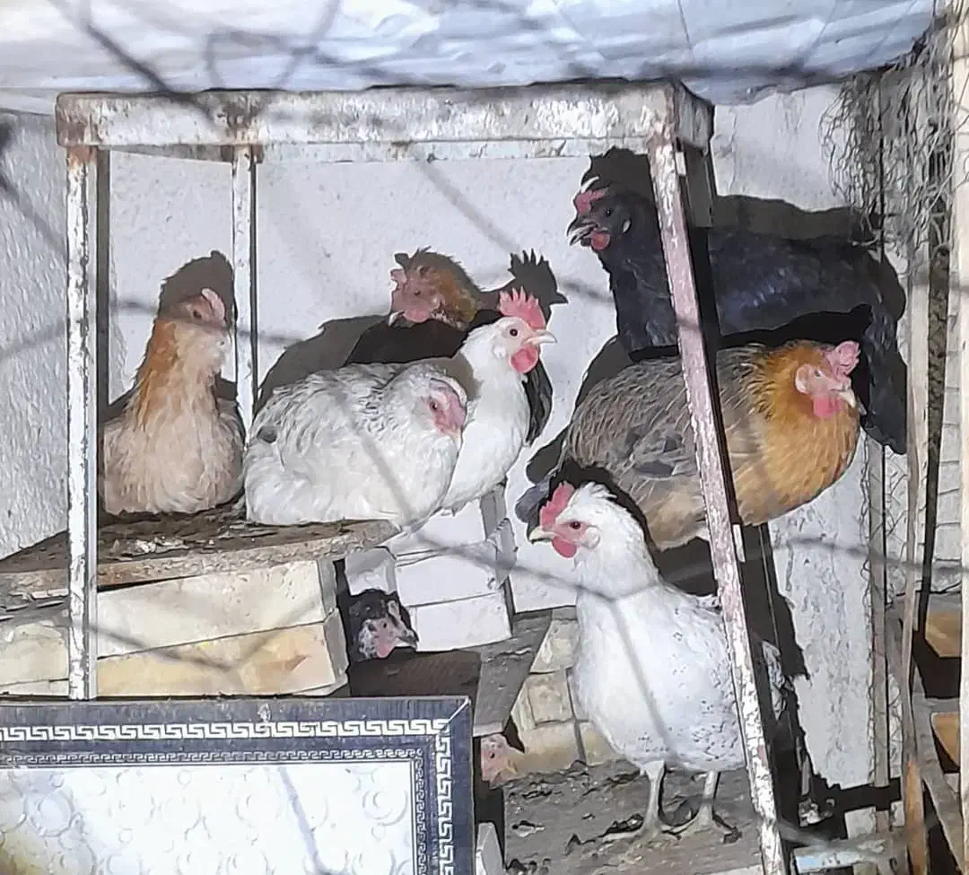 مرغ محلی|حیوانات مزرعه|دشت آزادگان, |دیوار