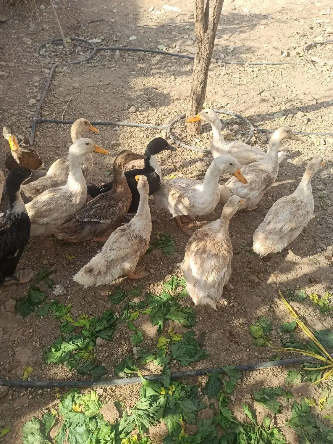 مرغابی|حیوانات مزرعه|اشکذر, |دیوار