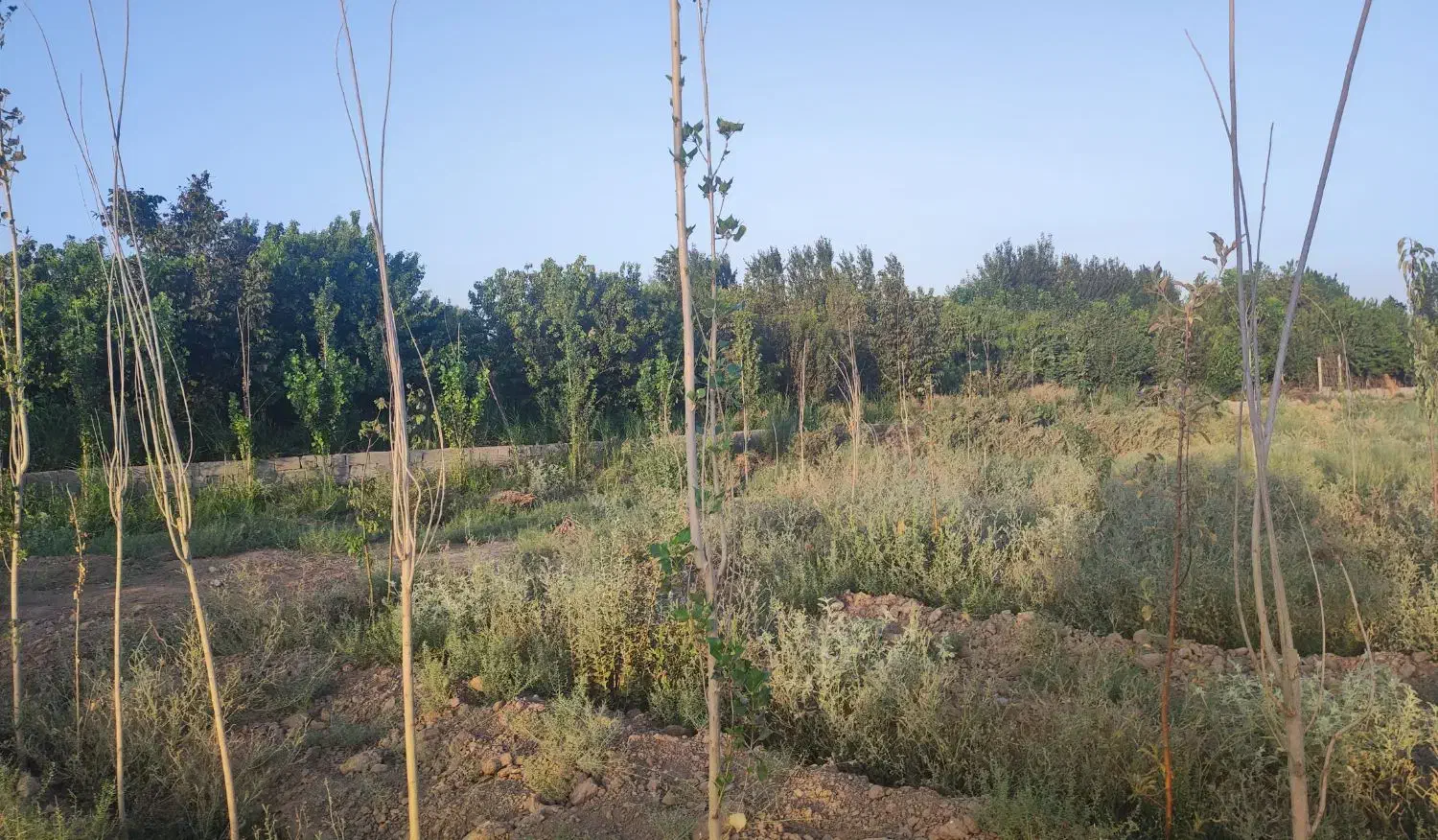 باغچه 220 متری سهمیه آب عالی|فروش زمین و ملک کلنگی|کرج, فاز ۲ مهرشهر|دیوار