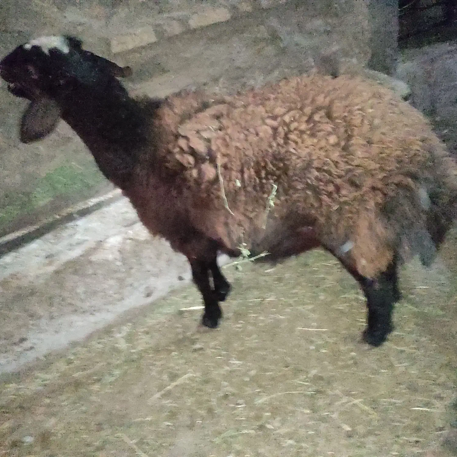 گوسفند|حیوانات مزرعه|سنقر, |دیوار