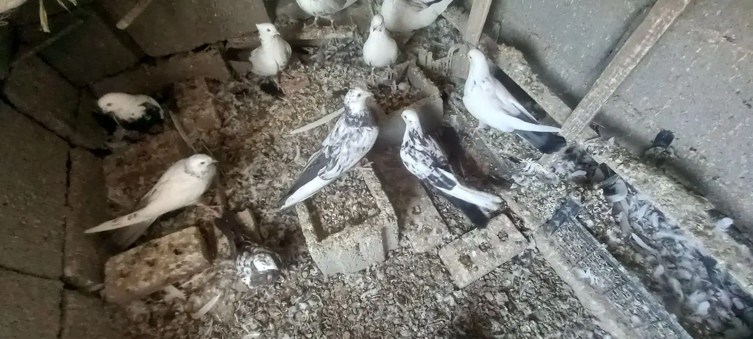 کفتر دمبی همه رنگ|پرنده|آذرشهر, |دیوار