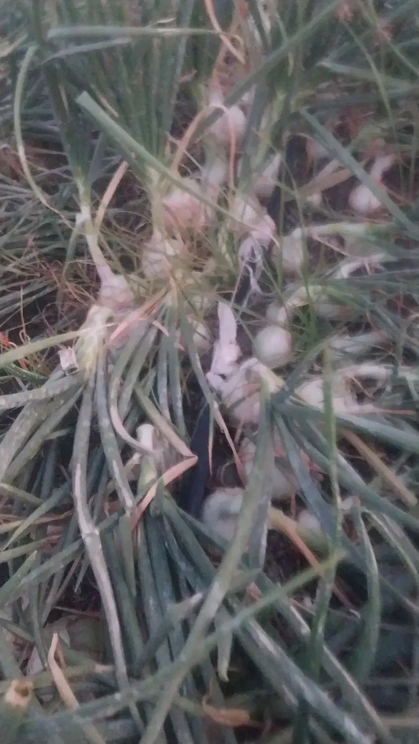 اجاره یک هکتار زمین کشاورزی بند سراجی|اجارهٔ دفتر صنعتی، کشاورزی، تجاری|جیرفت, |دیوار