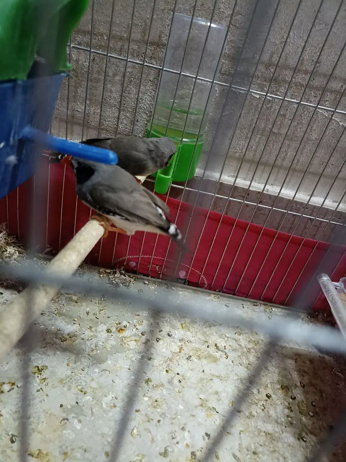 جفت فنچ کینگ|پرنده|کازرون, |دیوار