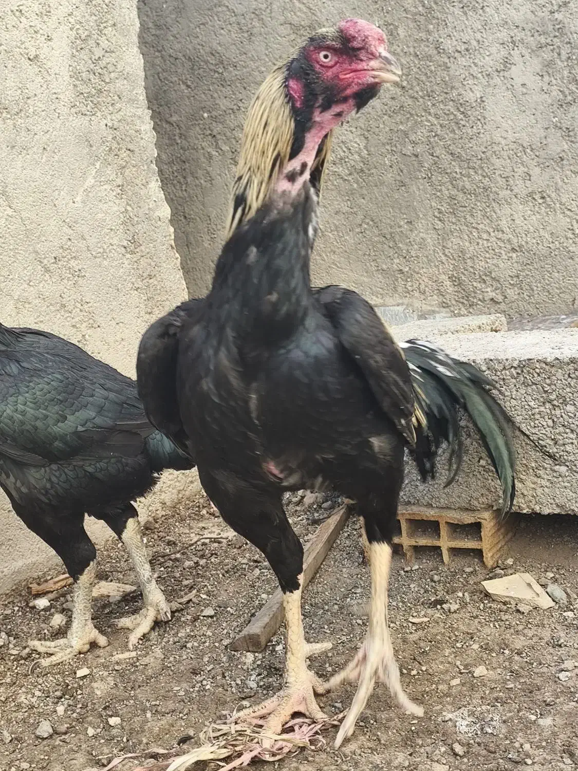 خروس لاری|حیوانات مزرعه|نسیم‌شهر, |دیوار