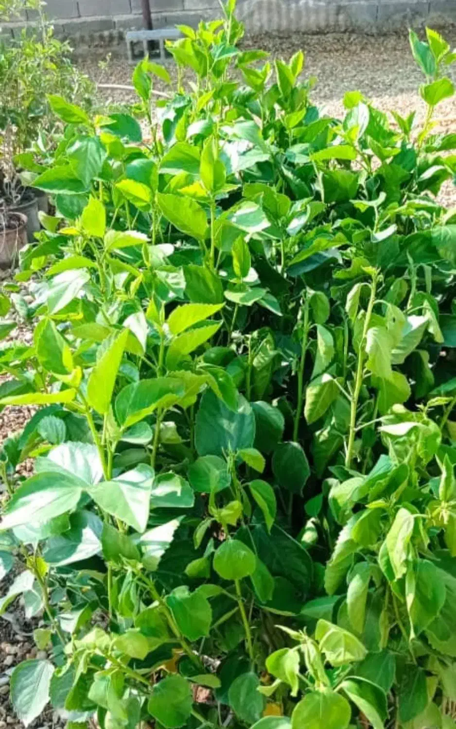 فروش انواع درخت های باغی باغچه ای آپارتمانی|گل و گیاه طبیعی|رامهرمز, |دیوار