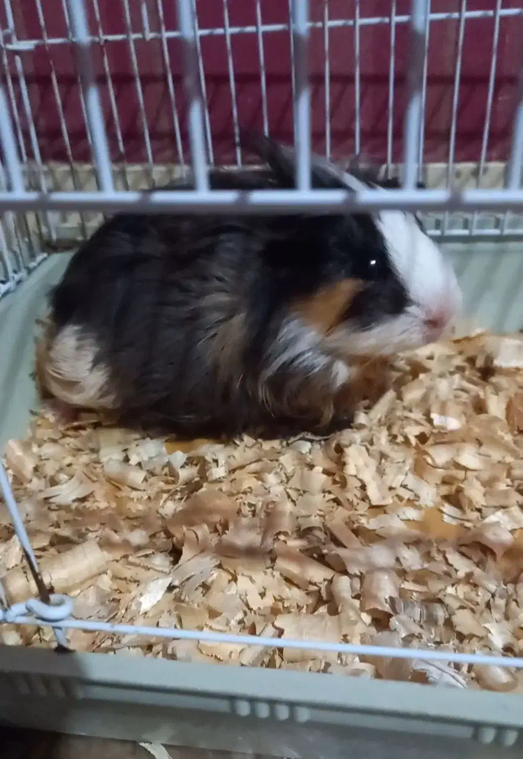 خوکچه هندی کم سن|موش و خرگوش|اهواز, آریاشهر|دیوار