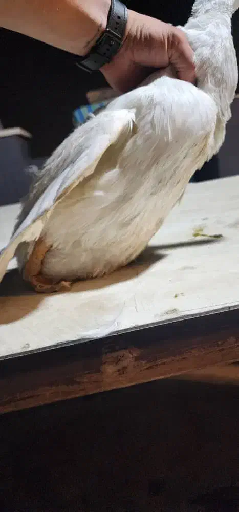 یک جفت اردک بالغ|حیوانات|تهران, صادقیه|دیوار