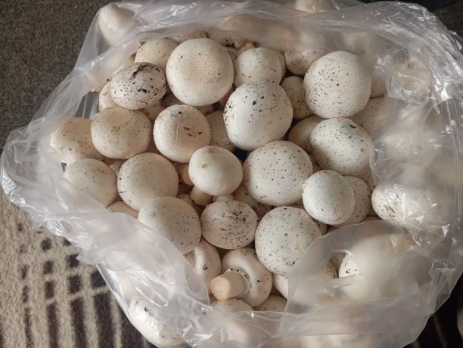 قارچ فله|خوردنی و آشامیدنی|قم, باغ شازده|دیوار