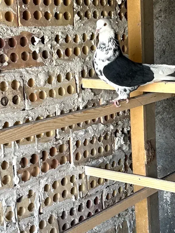 کبوتر دو کت سیاه کاکلی|پرنده|کاشان, مشکات|دیوار