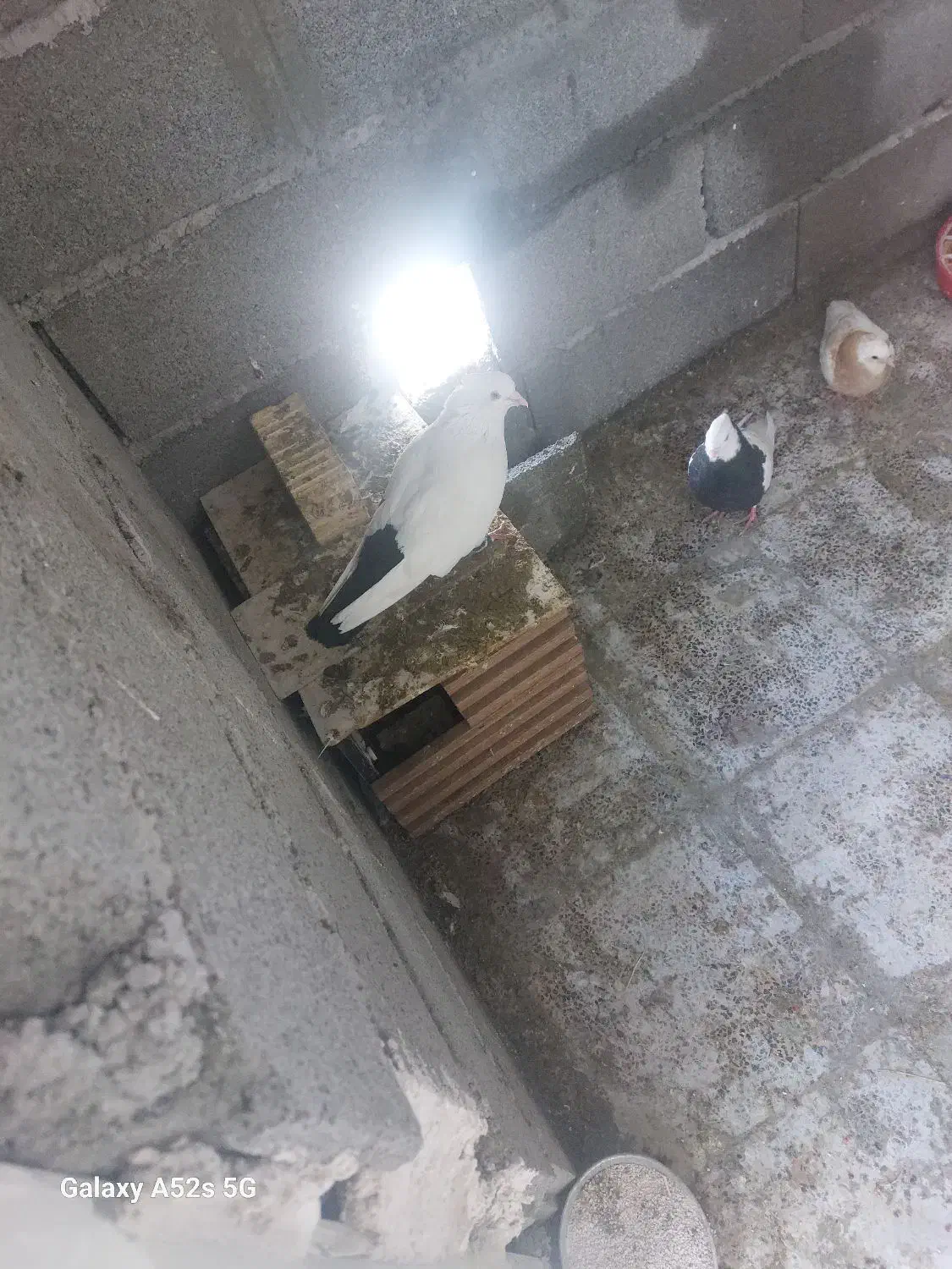 پرنده گم شده در ۹بهمن|حیوانات|دورود, |دیوار