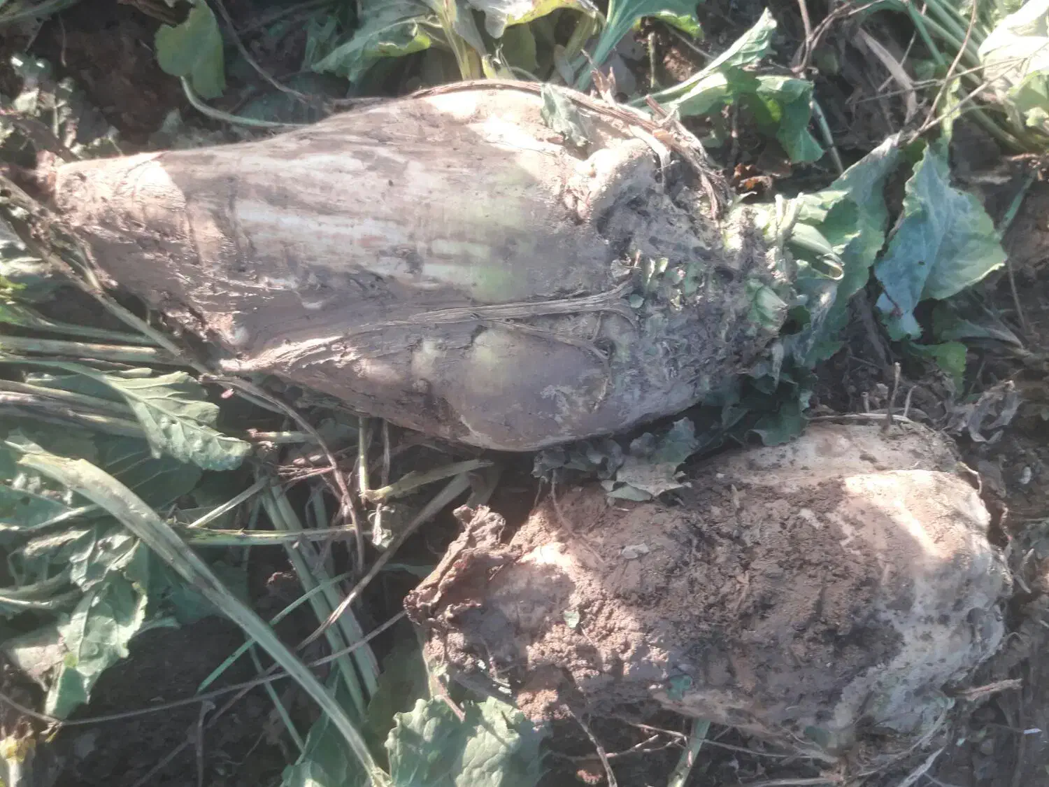 چغندر قند درشت|عمده‌فروشی|بشاریات, |دیوار