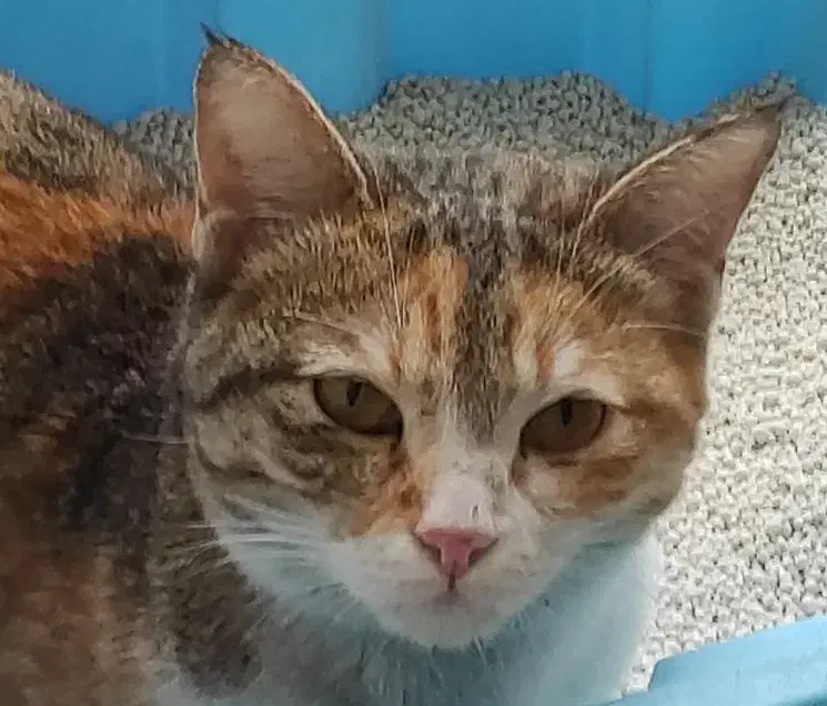 گربه خانگی پیدا شده|گربه|کرمانشاه, |دیوار