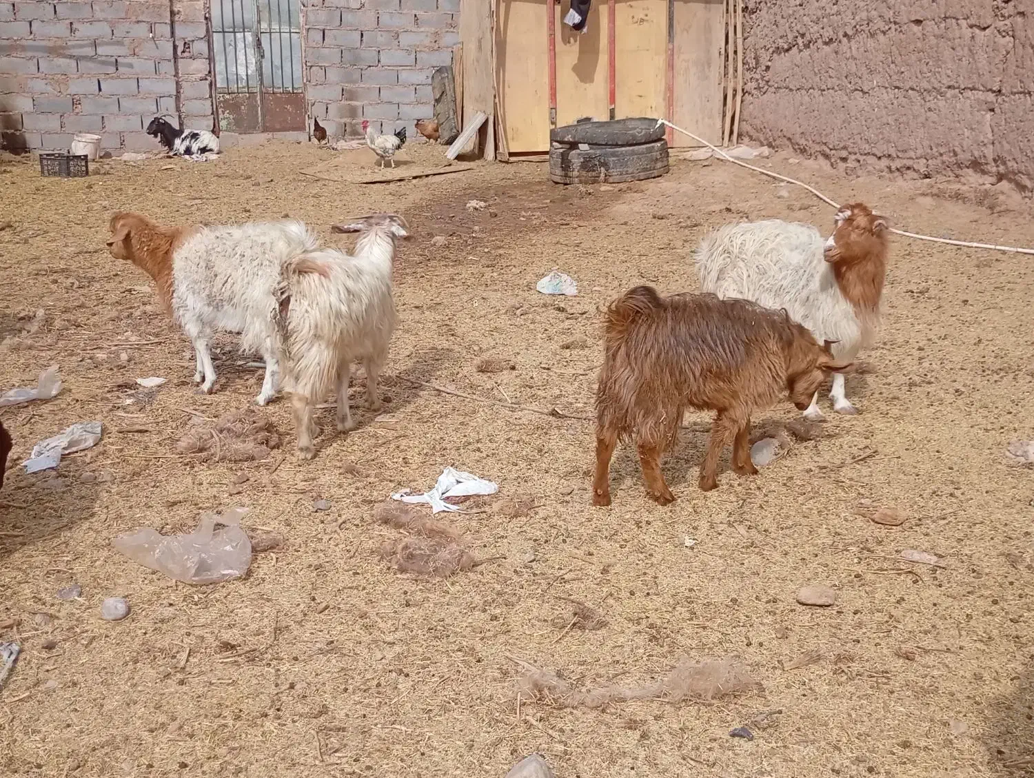 انواع گوسفند|حیوانات مزرعه|بم, |دیوار