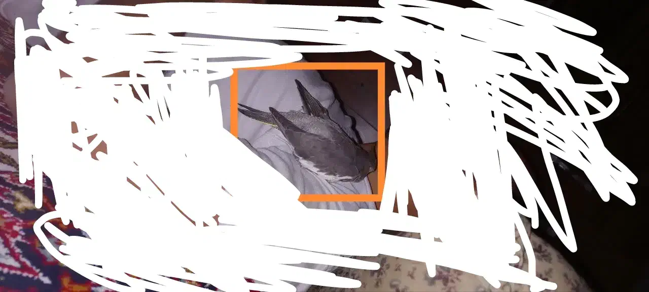 عروس هلندی گم شده محدود اسکان مژدگانی تقدیم می شود|حیوانات|یزد, |دیوار