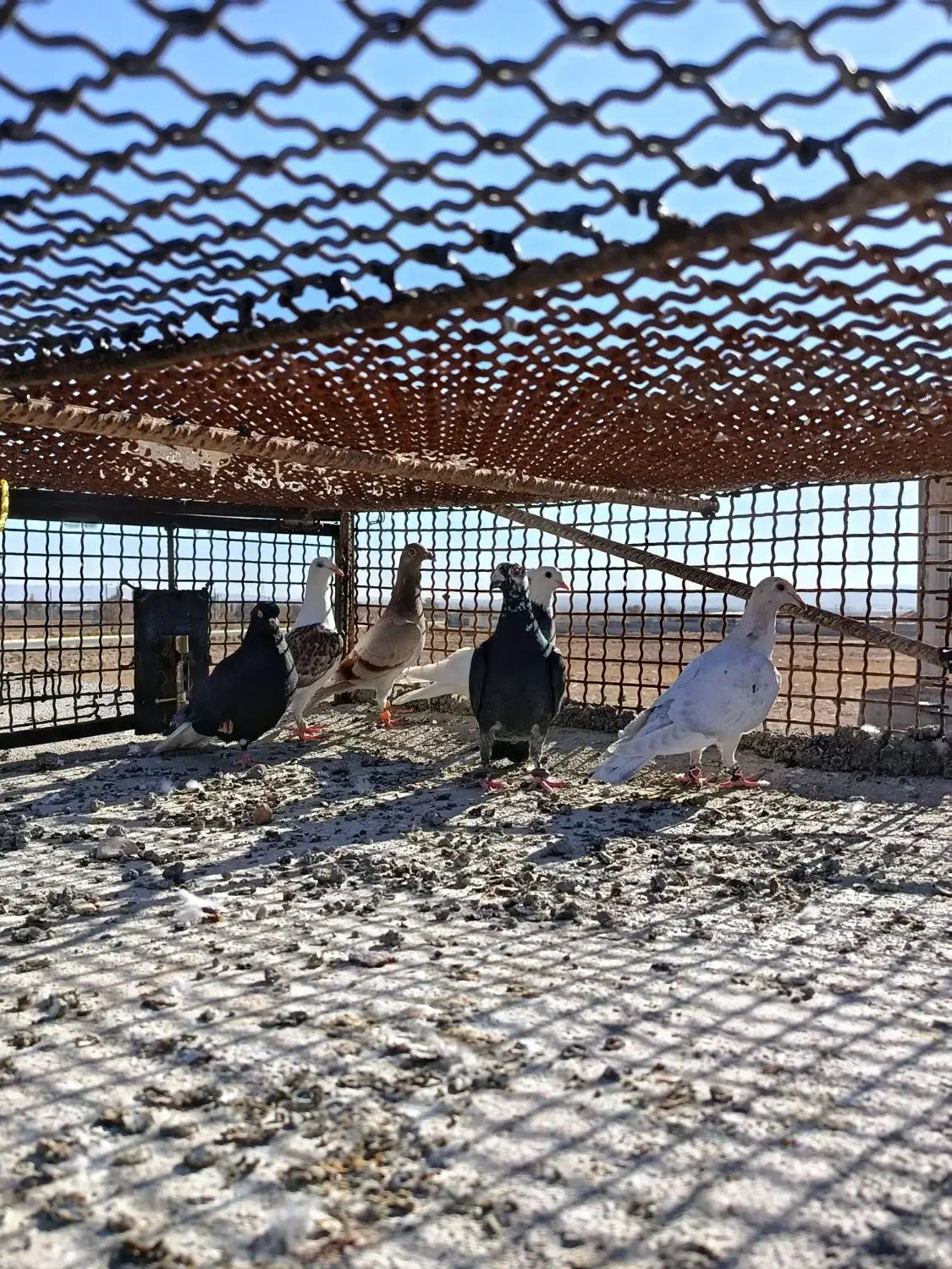 چنتا پرنده پرشی|پرنده|اسفراین, |دیوار