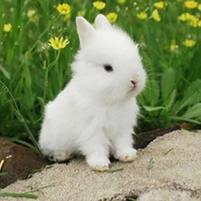 گم شده|حیوانات|فلاورجان, |دیوار