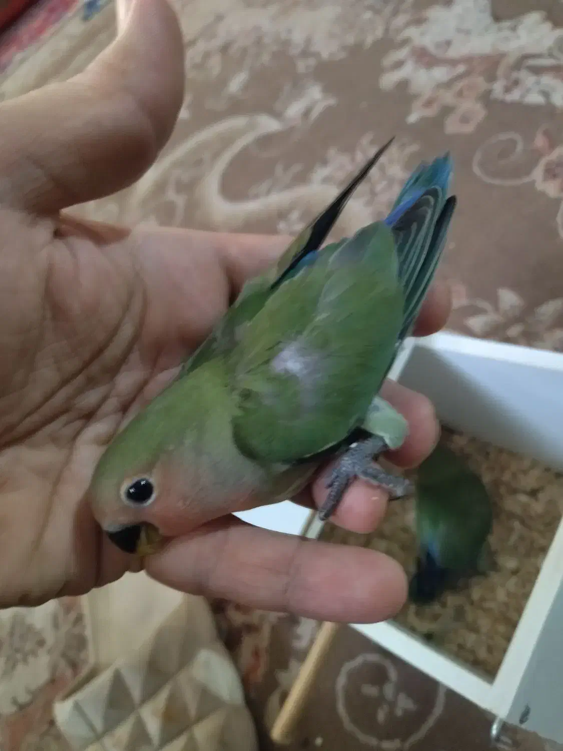 جوجه کوتوله|پرنده|مشهد, شهید مطهری|دیوار