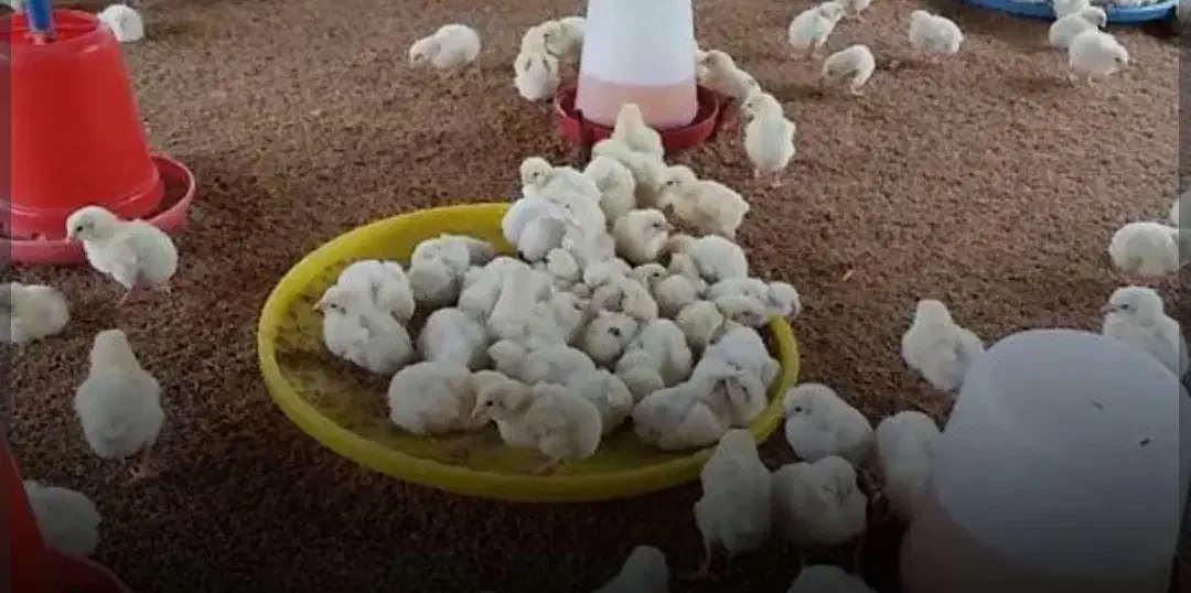 کارگرمرغداری باسابقه گوشتی۷هزارتای با جای خواب غذا|استخدام صنعتی، فنی، مهندسی|اردبیل, |دیوار