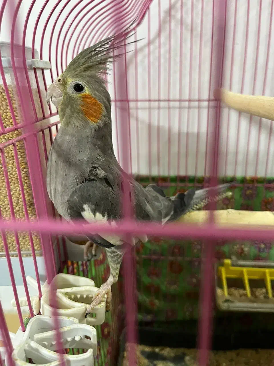 یک جفت عروس هلندی|پرنده|سبزوار, امیر کبیر|دیوار