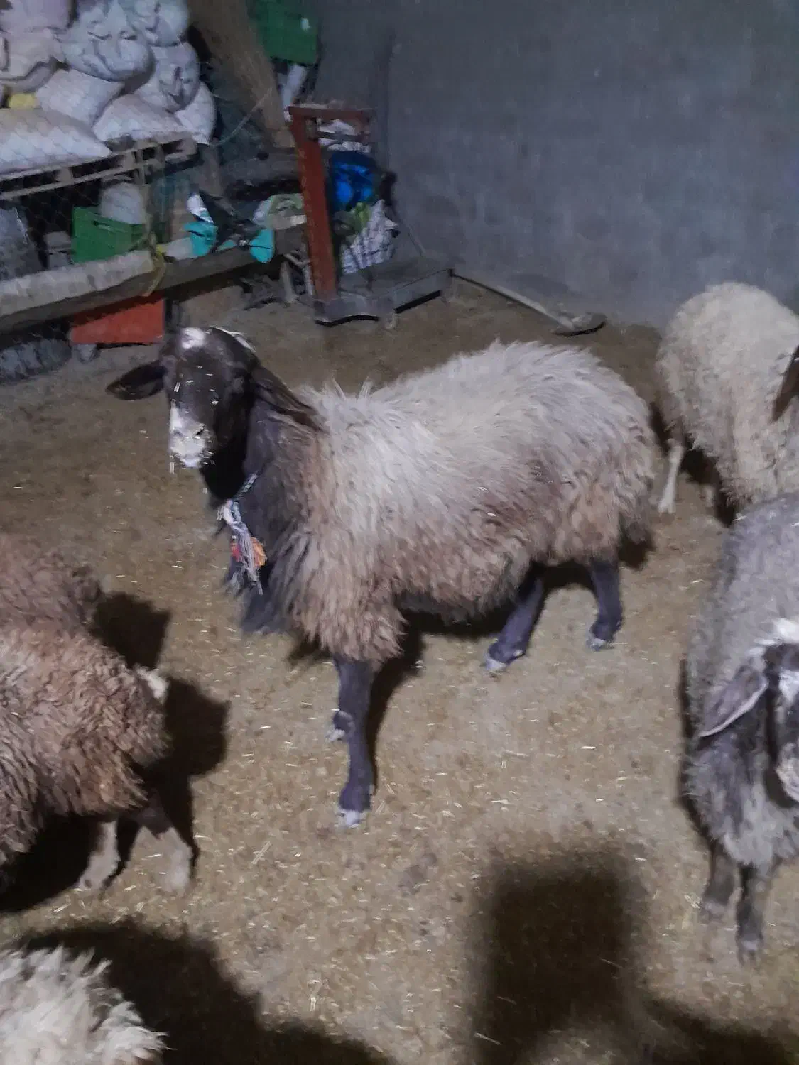 یک عدد قوچ سه شیره تخمی خوشتیپ|حیوانات مزرعه|کوهدشت, |دیوار