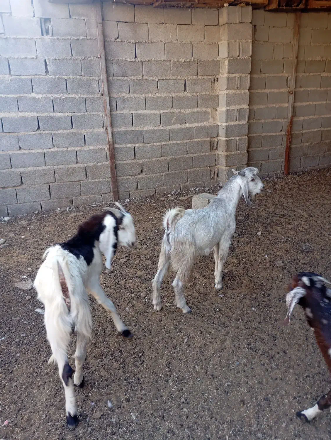 کهره نر|حیوانات مزرعه|سعدآباد, |دیوار