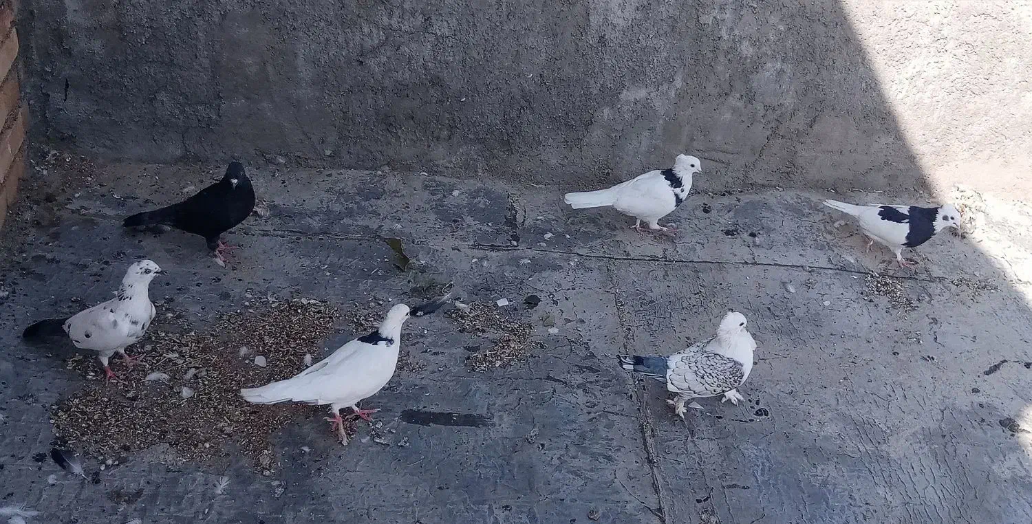 فروش فوری کبوتر|پرنده|خانمیرزا, |دیوار