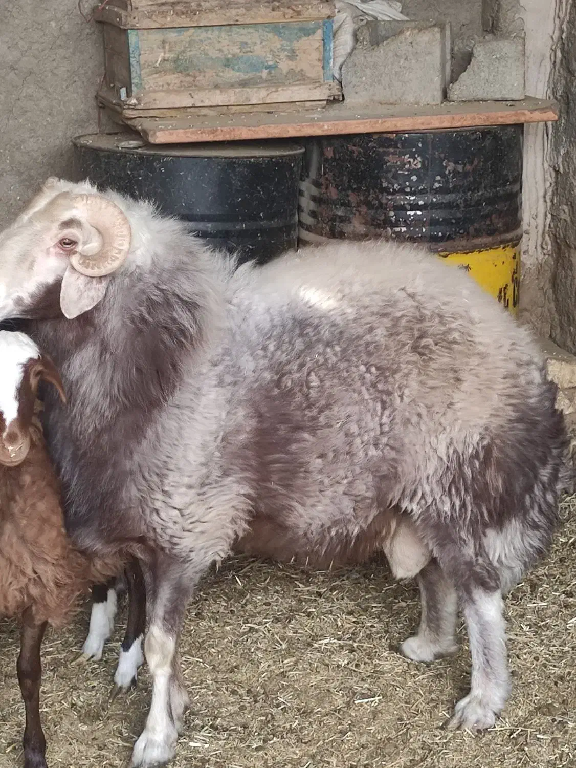 شیشک قوچ افشار چهار دندان 37000000|حیوانات مزرعه|شاهین‌شهر, گزبرخوار|دیوار