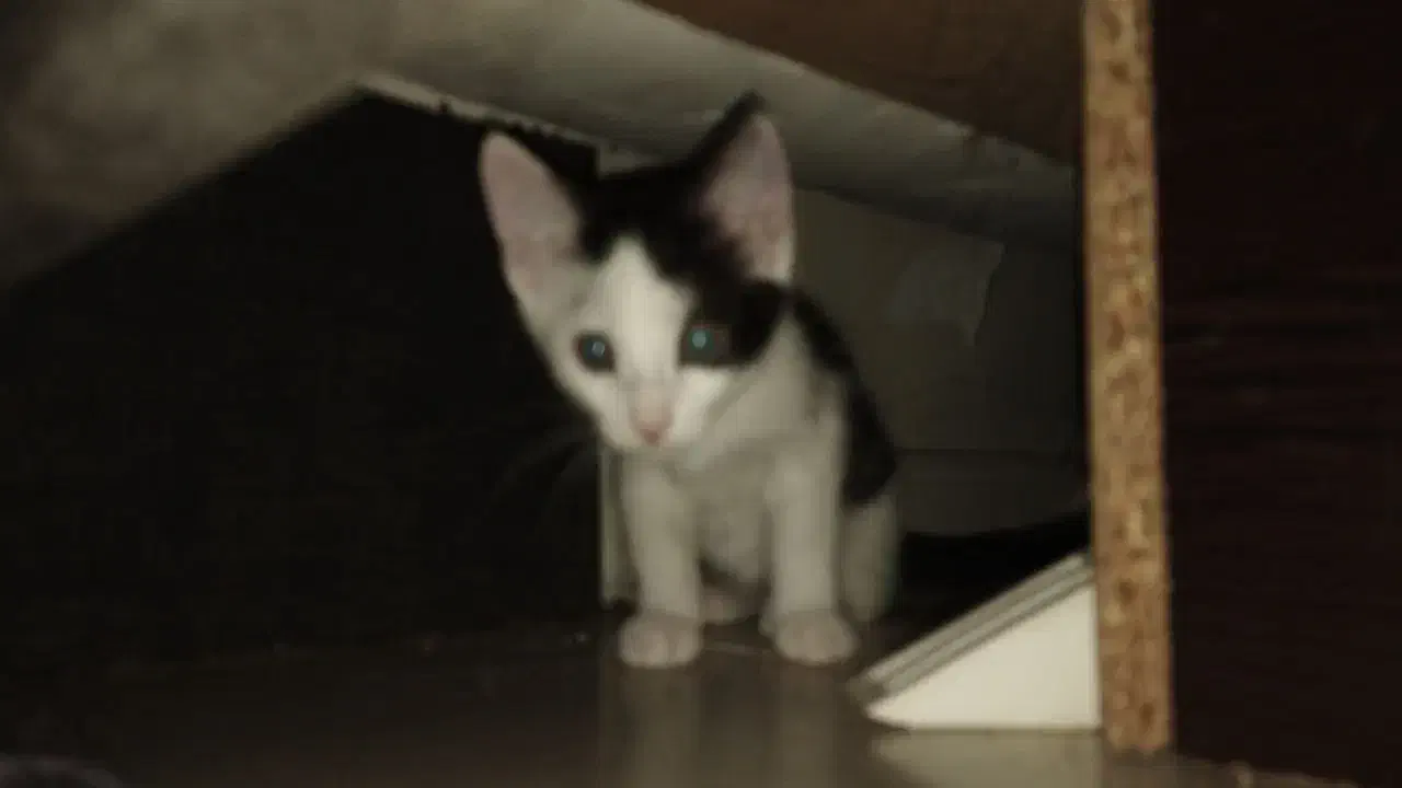 گربه قشنگ|گربه|گرگان, |دیوار