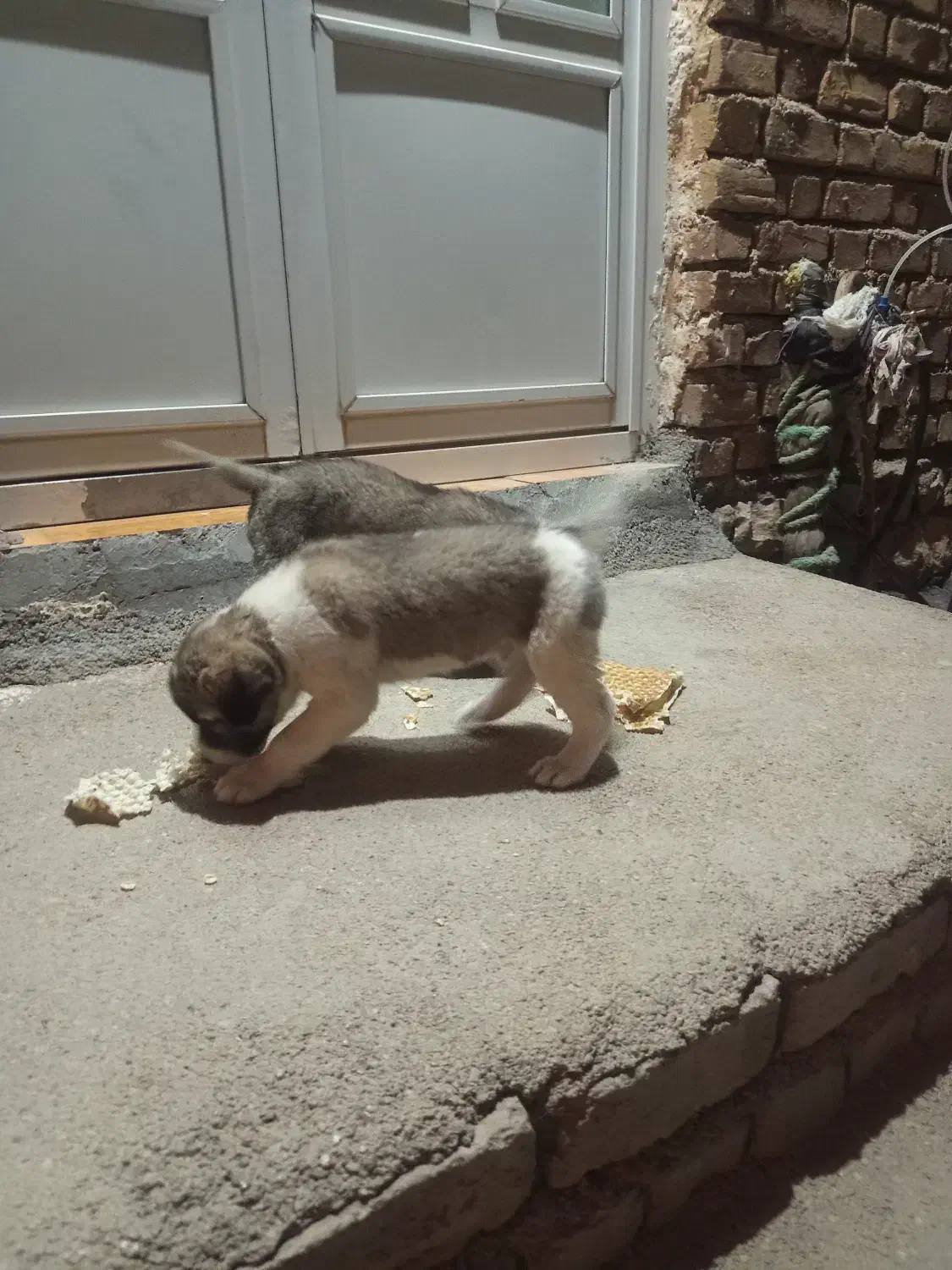 سگ سرابی|سگ|اسلام‌‌آباد غرب, |دیوار