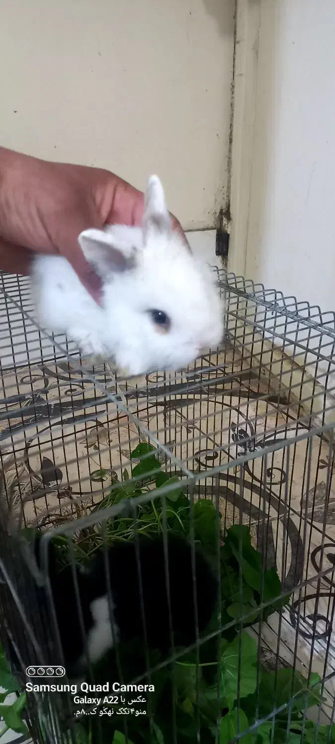 خرگوش|موش و خرگوش|شبانکاره, |دیوار