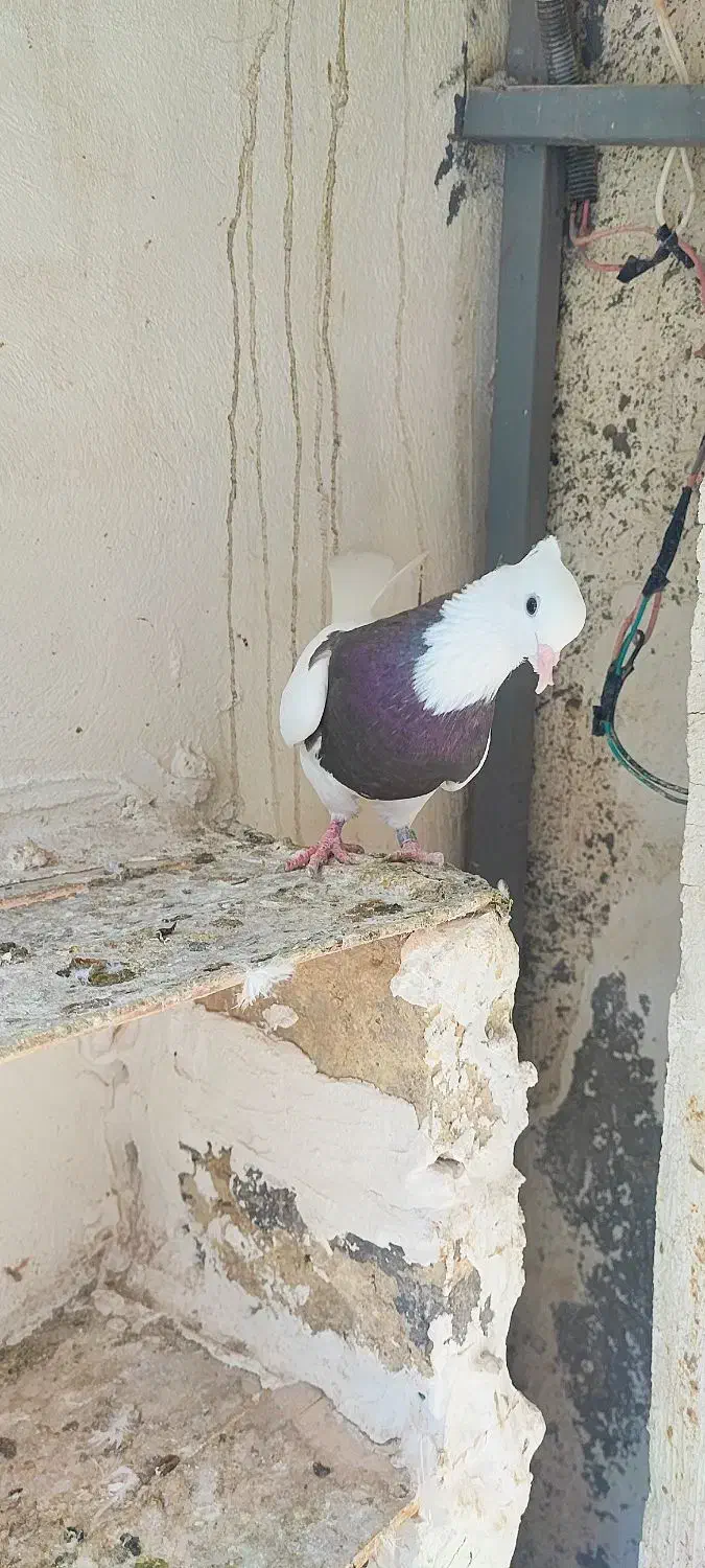 کبوتر طوقی|پرنده|گنبد کاووس, |دیوار