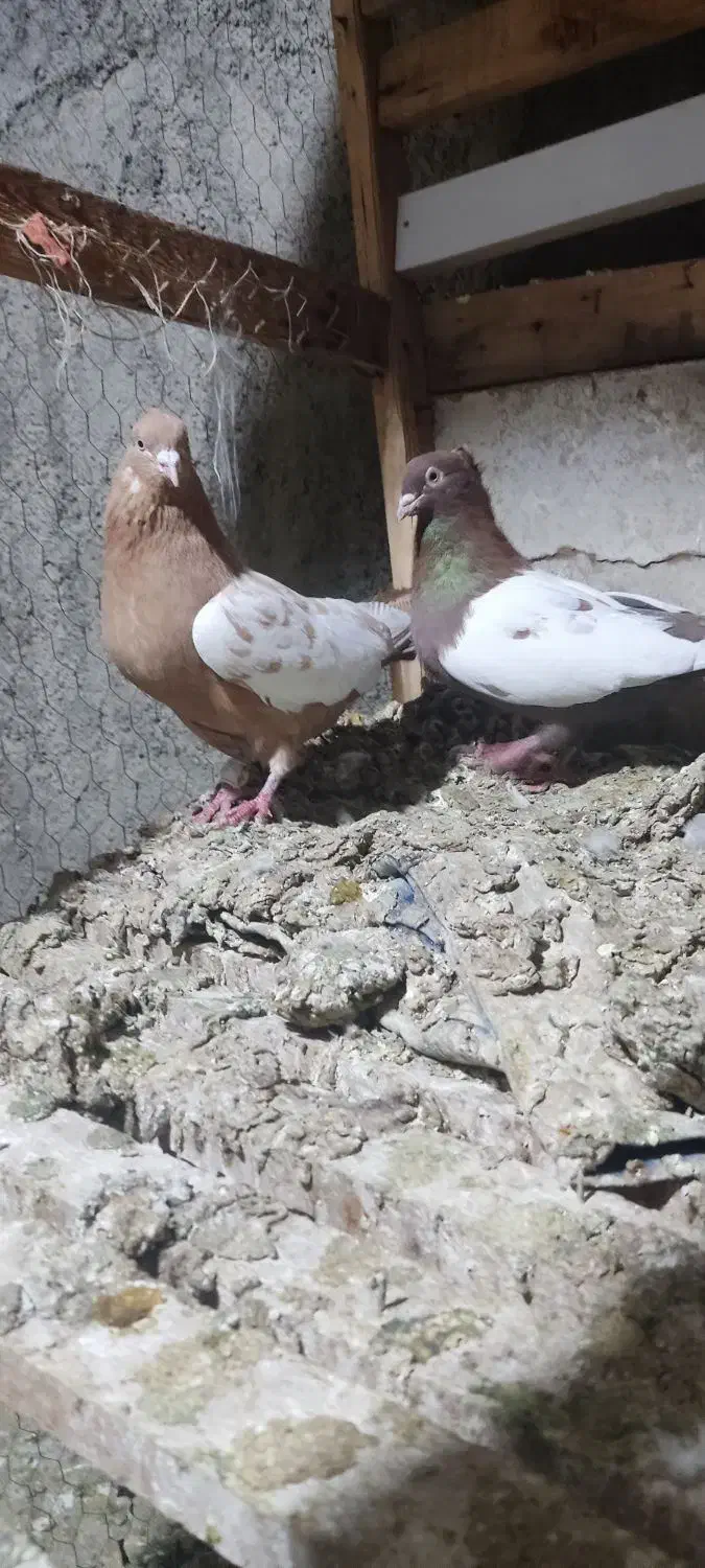 کفتر|پرنده|شیراز, کیان آباد|دیوار