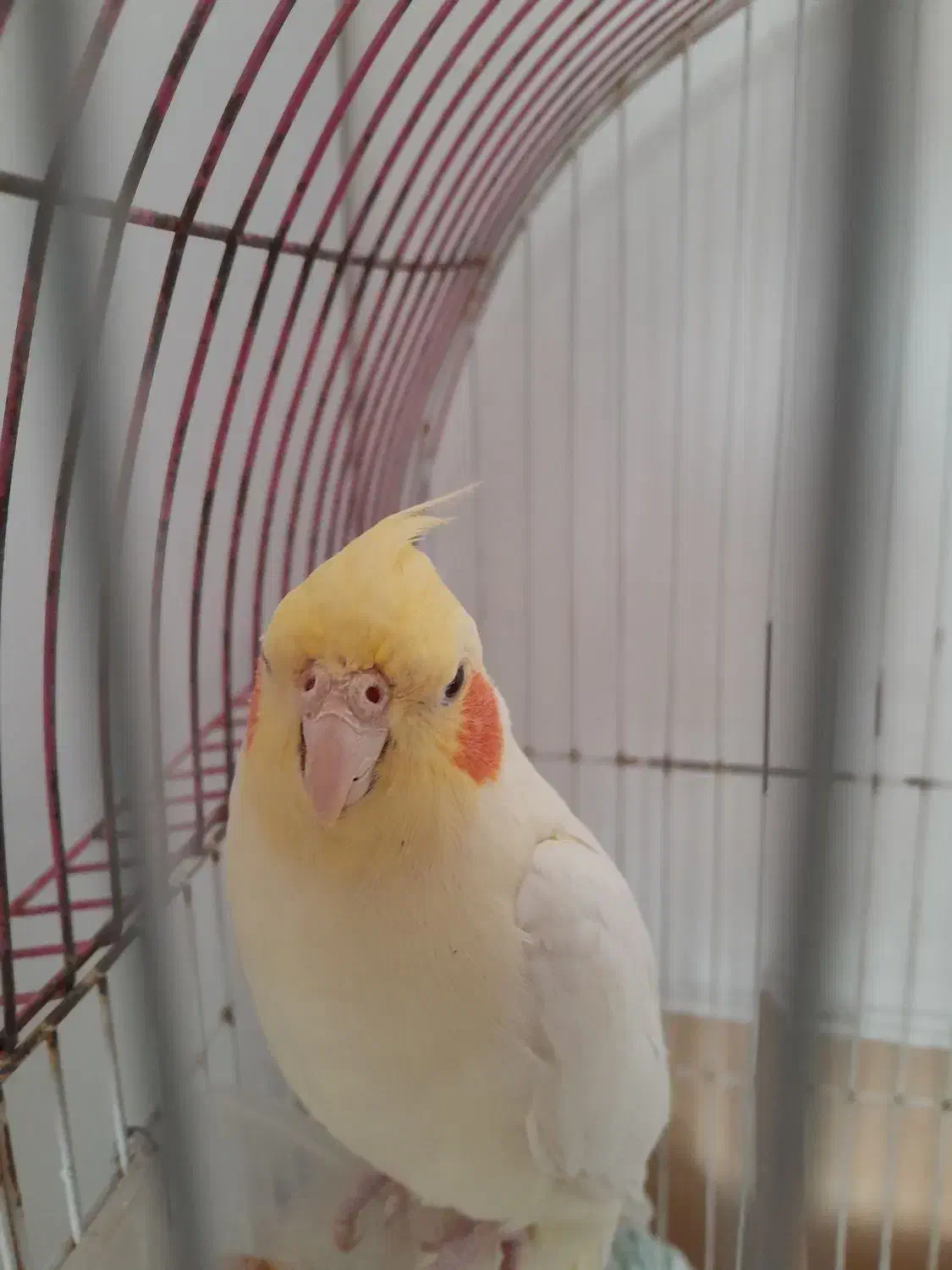 عروس هلندی|پرنده|زاهدان, |دیوار