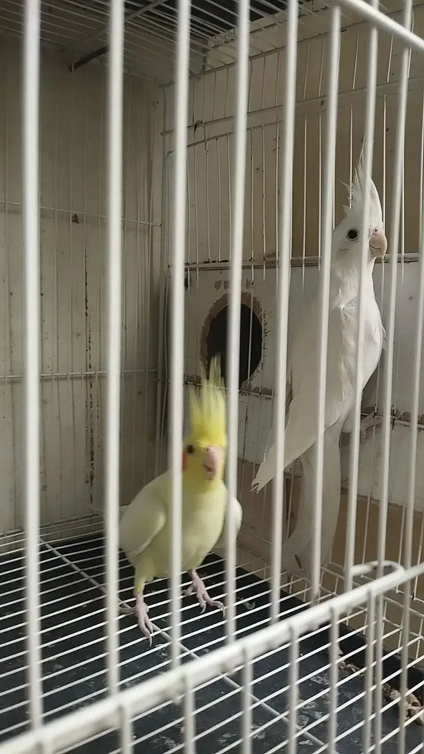 جفت عروس هلندی چشم شرابی|پرنده|مشهد, هدایت|دیوار