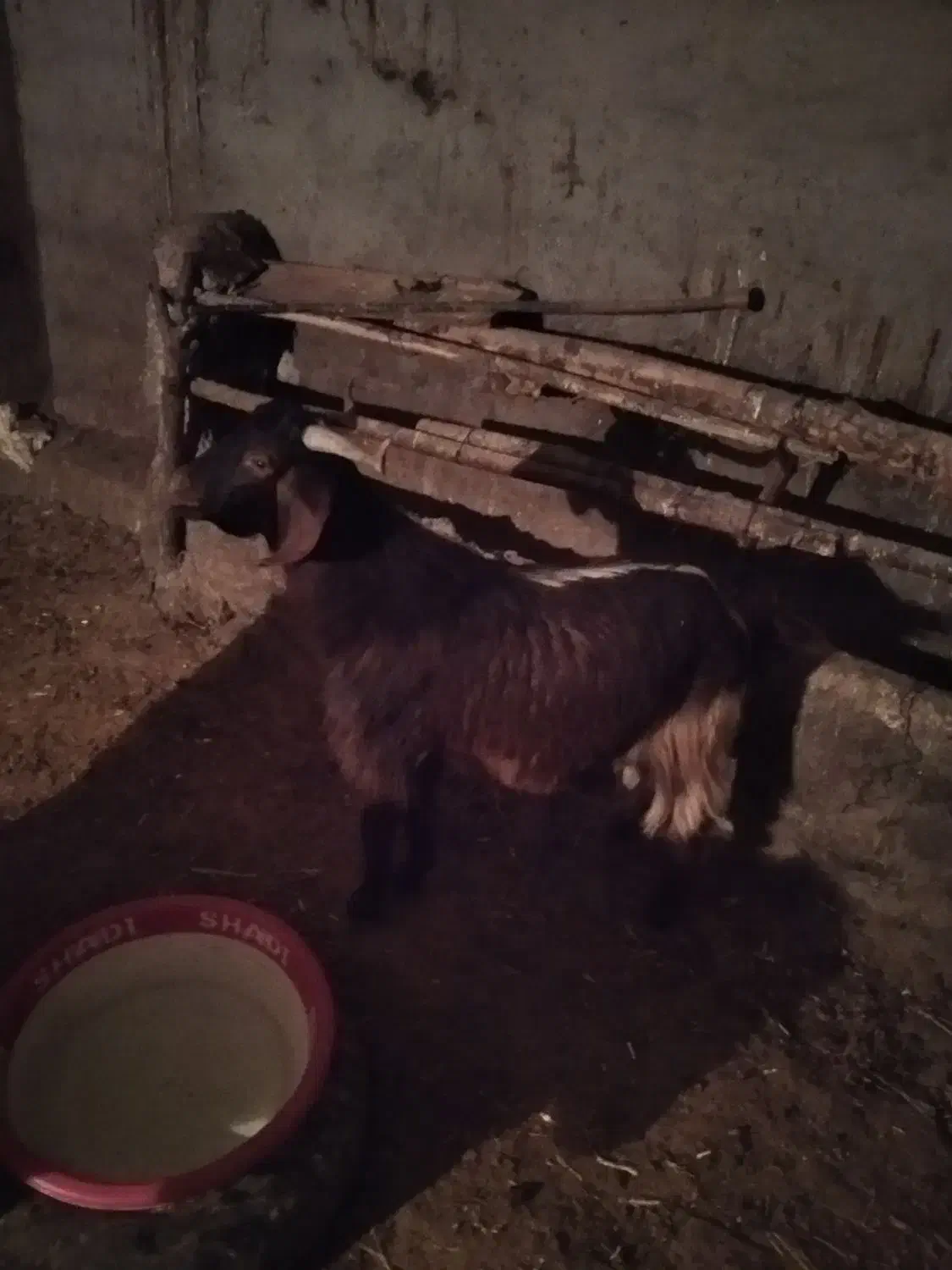 بزگاله نر پرگوشت هم واسه دامازدخ خوبه|حیوانات مزرعه|مشگین شهر, |دیوار