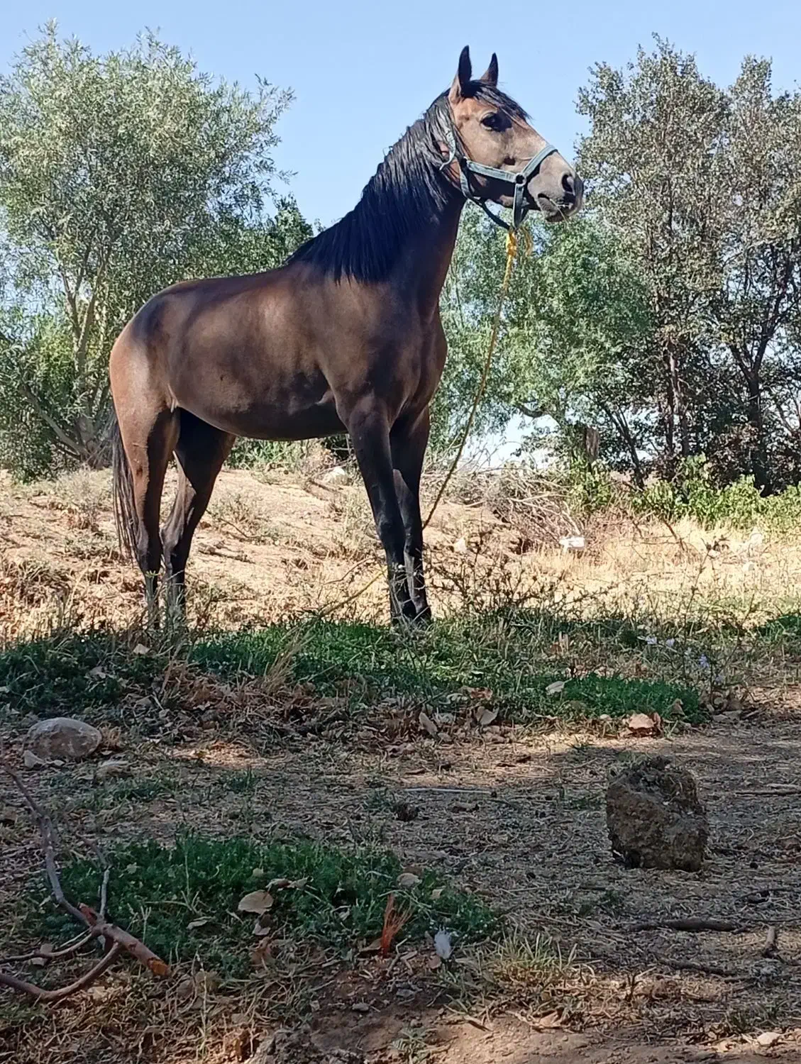 اسب مادیان|اسب و تجهیزات اسبسواری|پیشخور, |دیوار