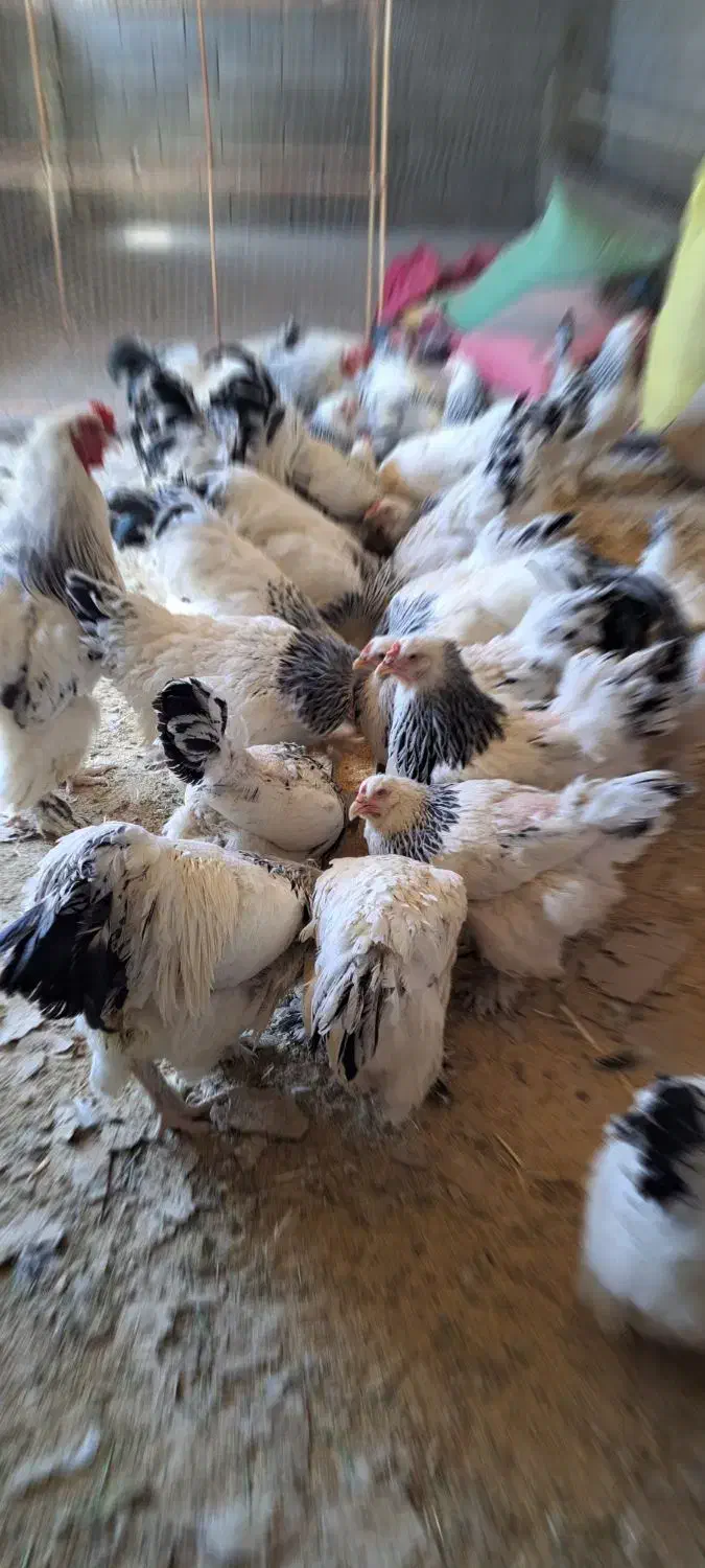 مرغ برهما|حیوانات مزرعه|اصفهان, ارغوانیه|دیوار