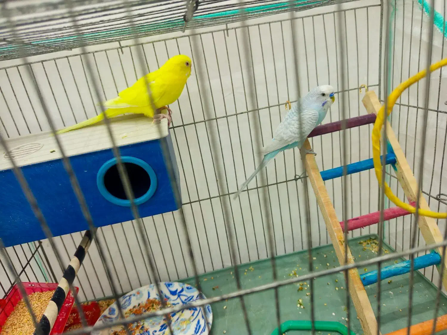 مرغ عشق جفت|پرنده|سیرجان, |دیوار