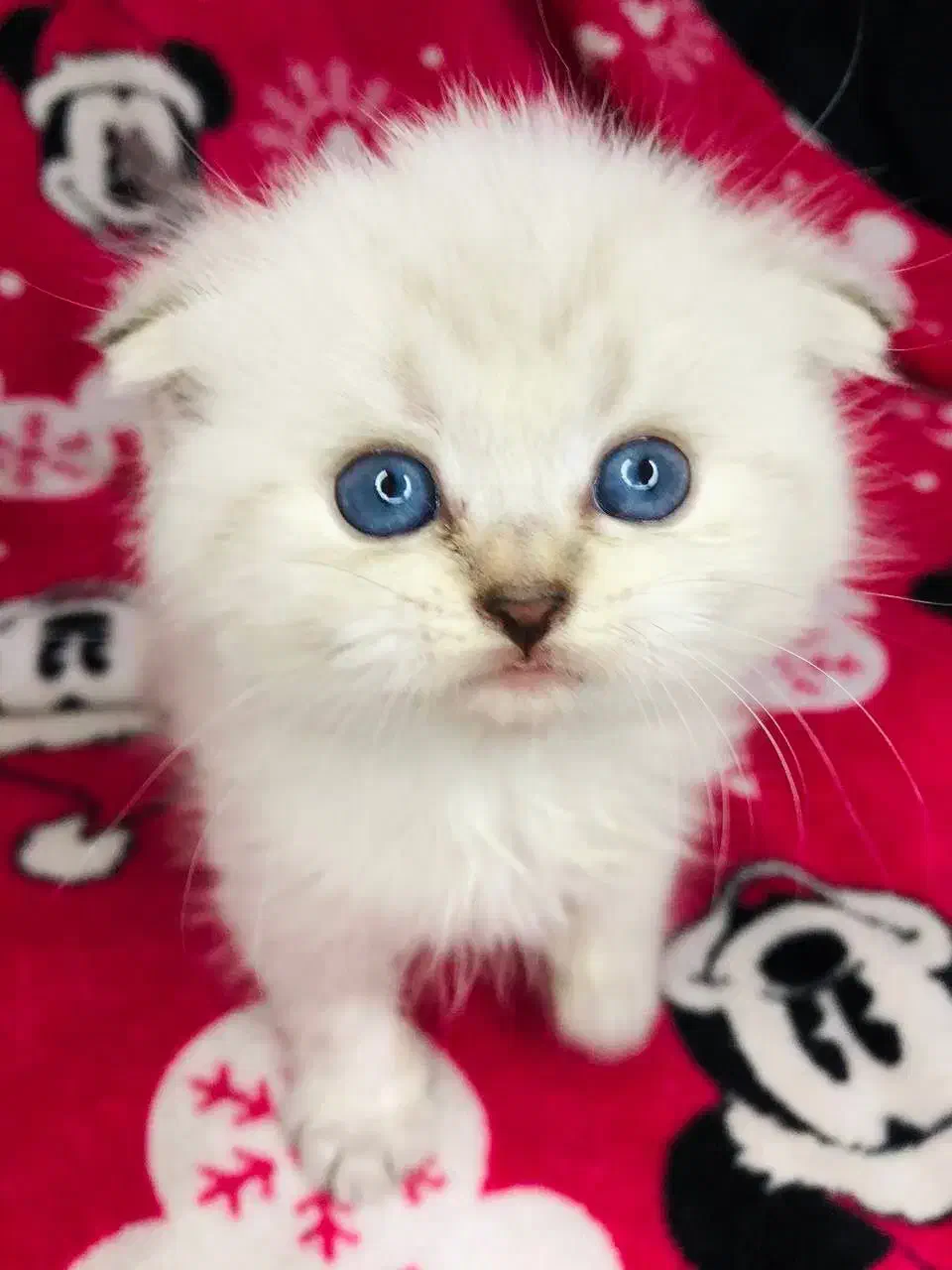 گربه های اسکاتیش بریتیش|گربه|تربت‌حیدریه, منصوریه|دیوار