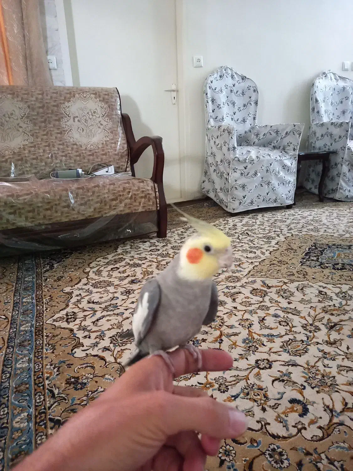 عروس هلندی|پرنده|اصفهان, عطار نیشابوری|دیوار