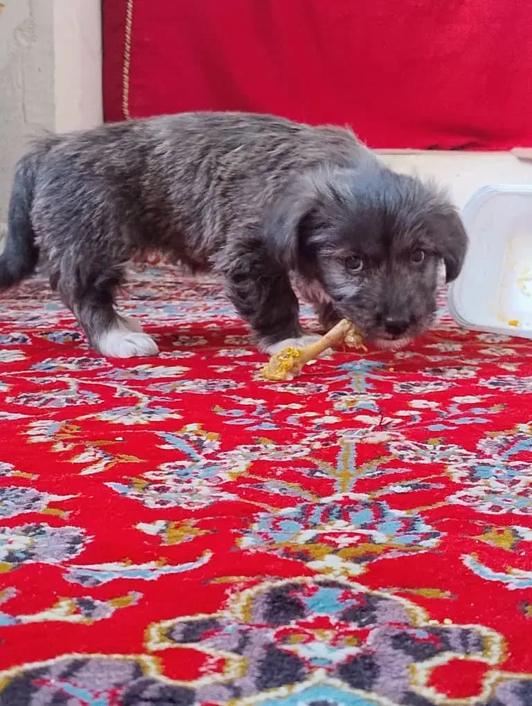 سگ فانتزی|سگ|مرودشت, ابوذر شمالی‎|دیوار