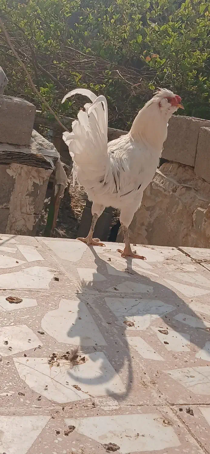 مرغ وخروس ریشی.بندردیر|حیوانات مزرعه|بندر دیر, |دیوار