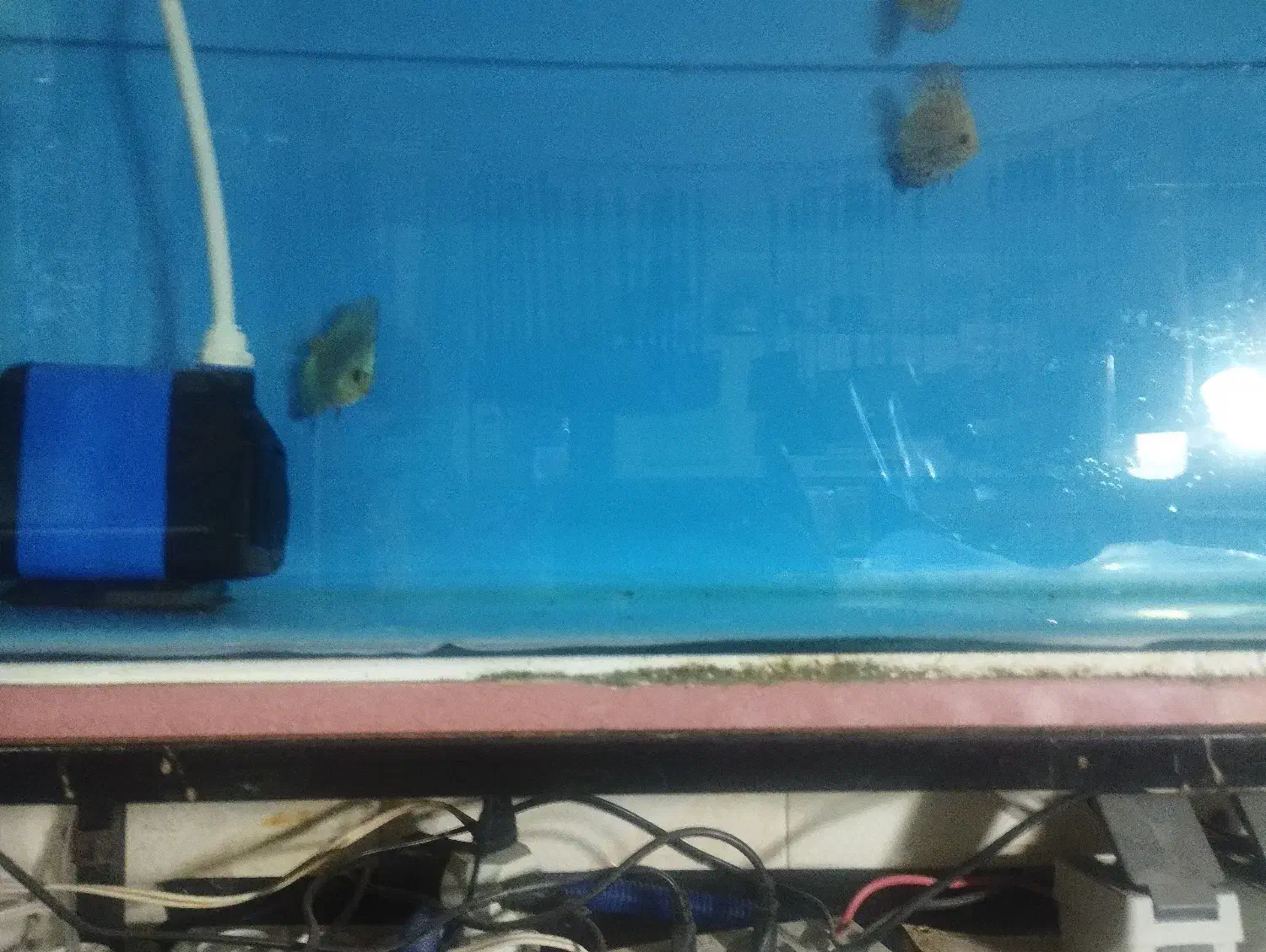 فروش انواع ماهی های زینتی خاص و کمیاب.|ماهی|سمنان, |دیوار