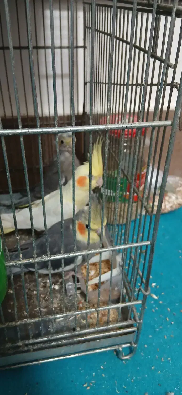 عروس هلندی|پرنده|مشهد, شهرک مهرگان|دیوار