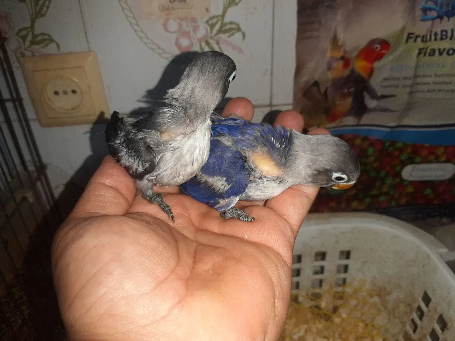 جوجه کوتوله سرلاکی|پرنده|ساری, |دیوار