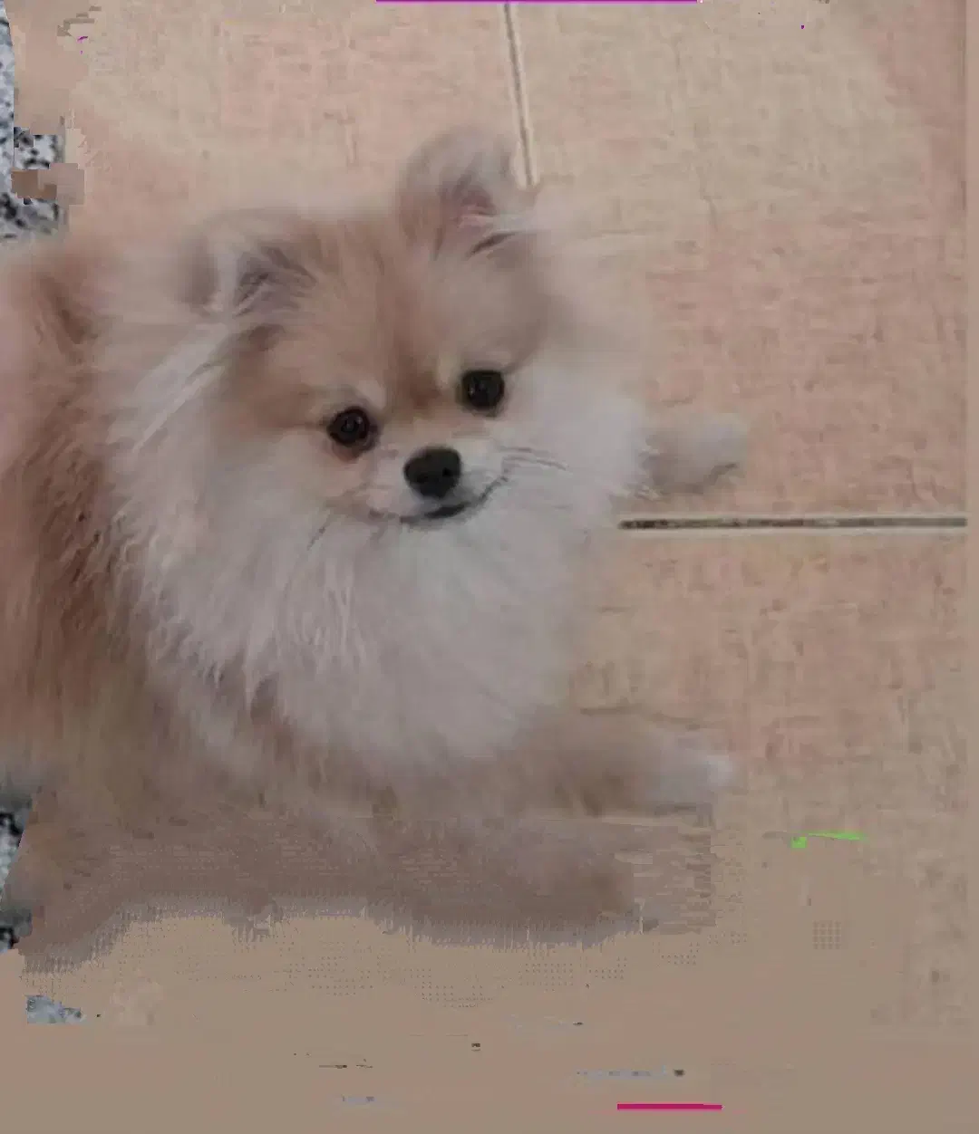 سگ گمشده|حیوانات|زرند, |دیوار