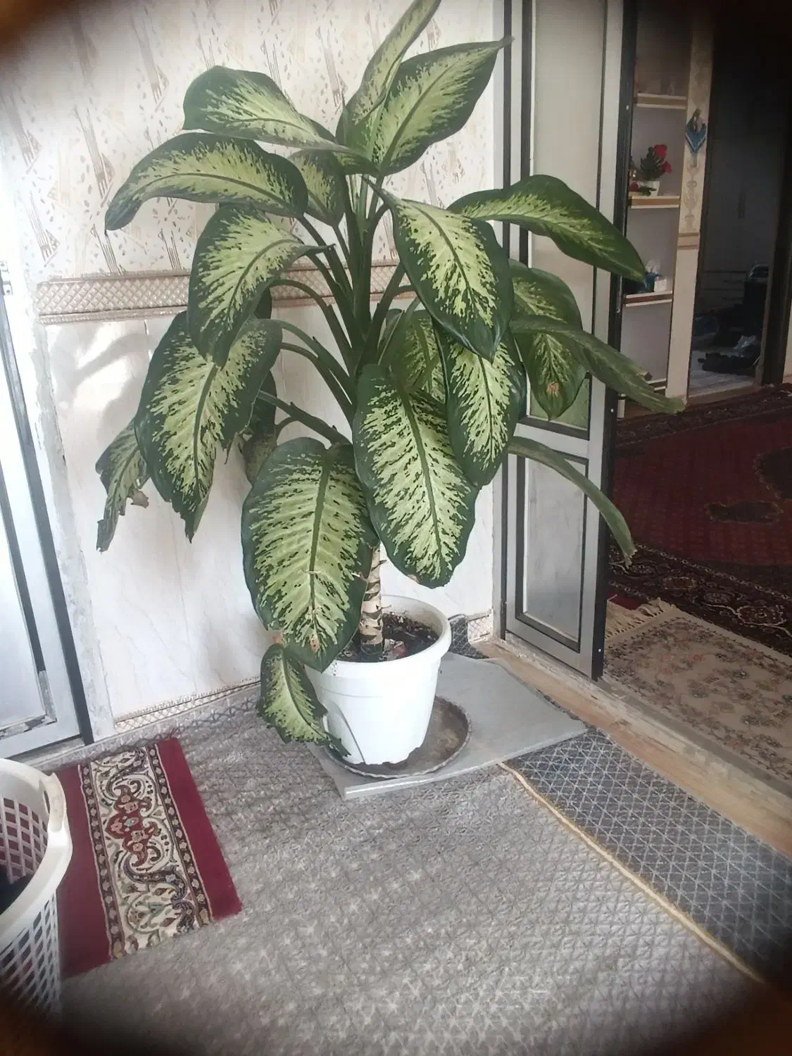 گل دیفن|گل و گیاه طبیعی|سرپل ذهاب, |دیوار